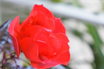 リゾラテラス天草の赤い薔薇
