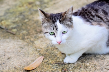 立田自然公園　猫