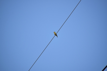 鳥さんシリーズ♪