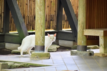 立田自然公園　猫