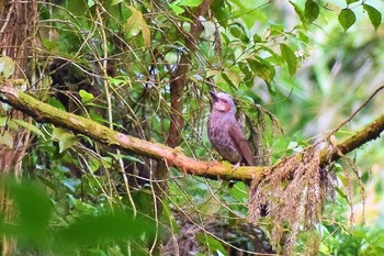 鳥さんシリーズ♪