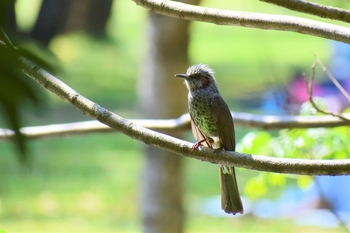 鳥さんシリーズ♪