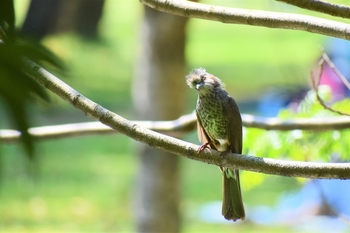 鳥さんシリーズ♪