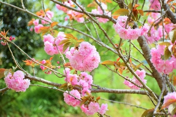 大津山公園　八重桜