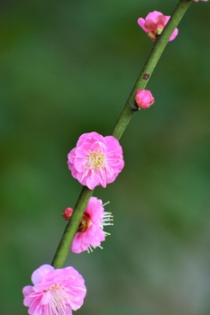 高橋稲荷神社　梅の花
