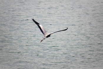 宮津海遊公園　アオサギ