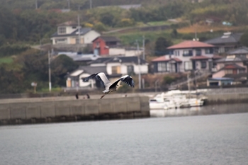 宮津海遊公園　アオサギ