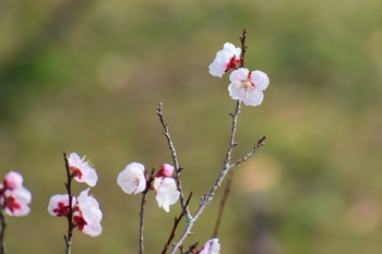 草花シリーズ♪