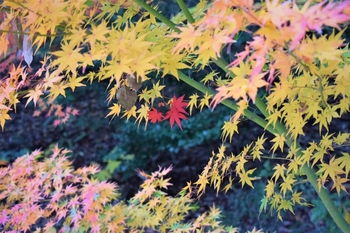 蓮華院誕生寺奥之院　紅葉