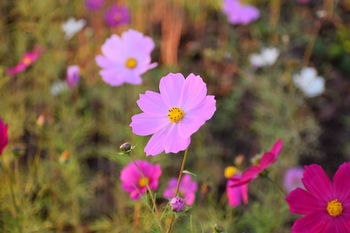 草花シリーズ♪