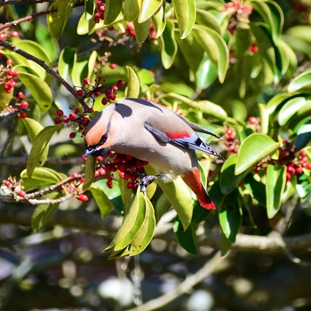 鳥さんシリーズ♪