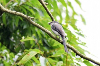 鳥さんシリーズ♪