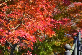菊池神社　紅葉