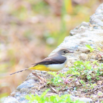 鳥さんシリーズ♪