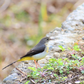 鳥さんシリーズ♪