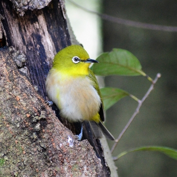 鳥さんシリーズ♪