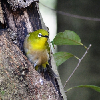 鳥さんシリーズ♪