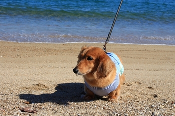 的ケ浜公園　ダックスそら