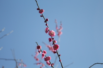 熊本県護国神社の梅園