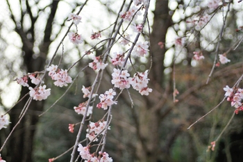 飯高山公園　熊本も桜開花