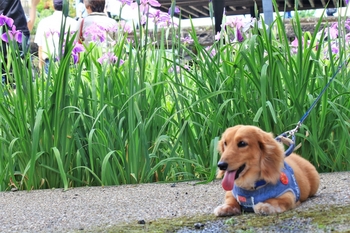 高瀬裏川　花しょうぶまつり