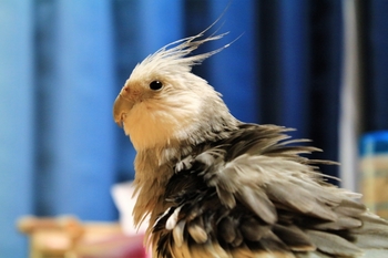 オカメインコ　モフッとふくちゃん