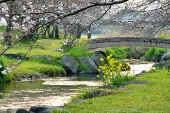 秋津川河川公園　桜