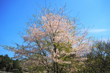 阿蘇マロンの樹さんの桜