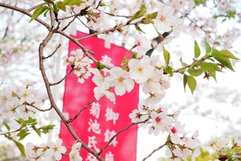 菊池神社の桜