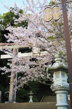 菊池神社の桜
