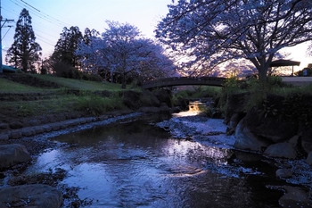 秋津川河川公園の桜