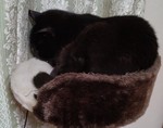 くろちゃん血液検査したニャ