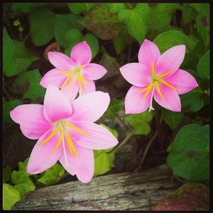 ゼフィランサスの花