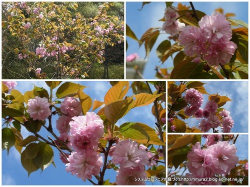 庭の八重桜