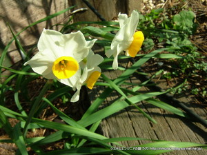 スイセンの花