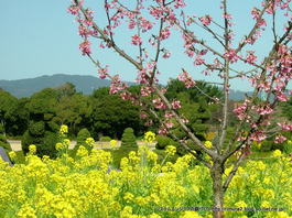 エントランスの菜花（はままつフラワーパーク）