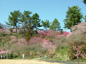 桜（はままつフラワーパーク）