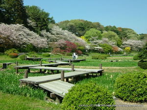 ショウブ園（はままつフラワーパーク）