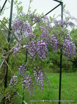 フジの花