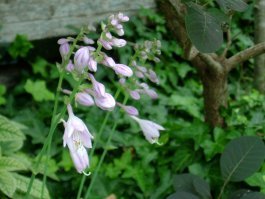 ギボウシの花