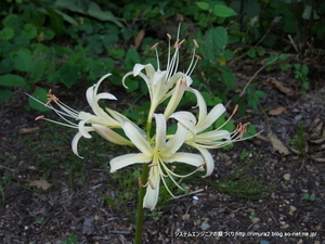 ヒガンバナの花