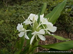 ジンジャーの花（白）