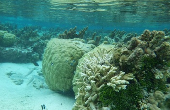タヒチ サンゴ礁