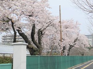 桜.jpg