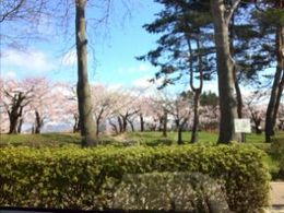 五稜郭の桜１.jpg