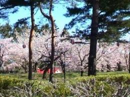 五稜郭の桜3.jpg