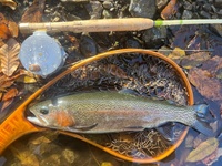 image1.jpeg