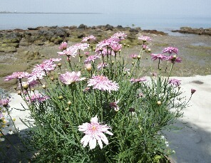 平川の海と花.jpg