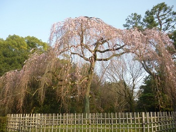 京都御所 2015 枝垂れ桜