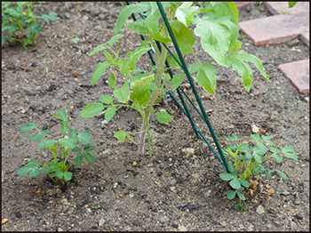 メキシコのトマト/コンパニオンプランツ（植栽配置）落花生